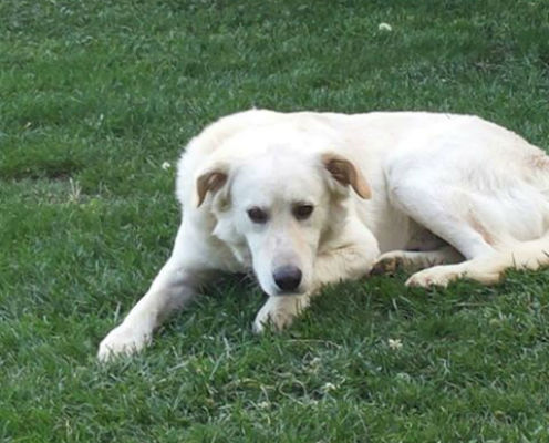 Smarrito il tenero Bobby. Un appello per ritrovarlo