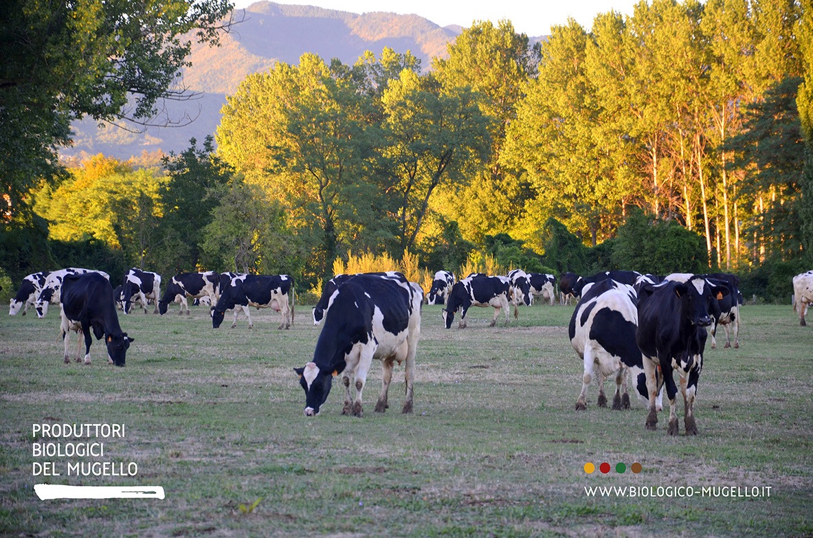 Biologico in Mugello (Bio_Mu). Un convegno per un marchio collettivo