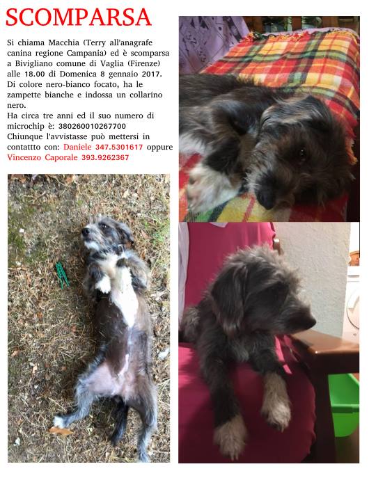 Smarrita la piccola Macchia. Un appello per ritrovarla