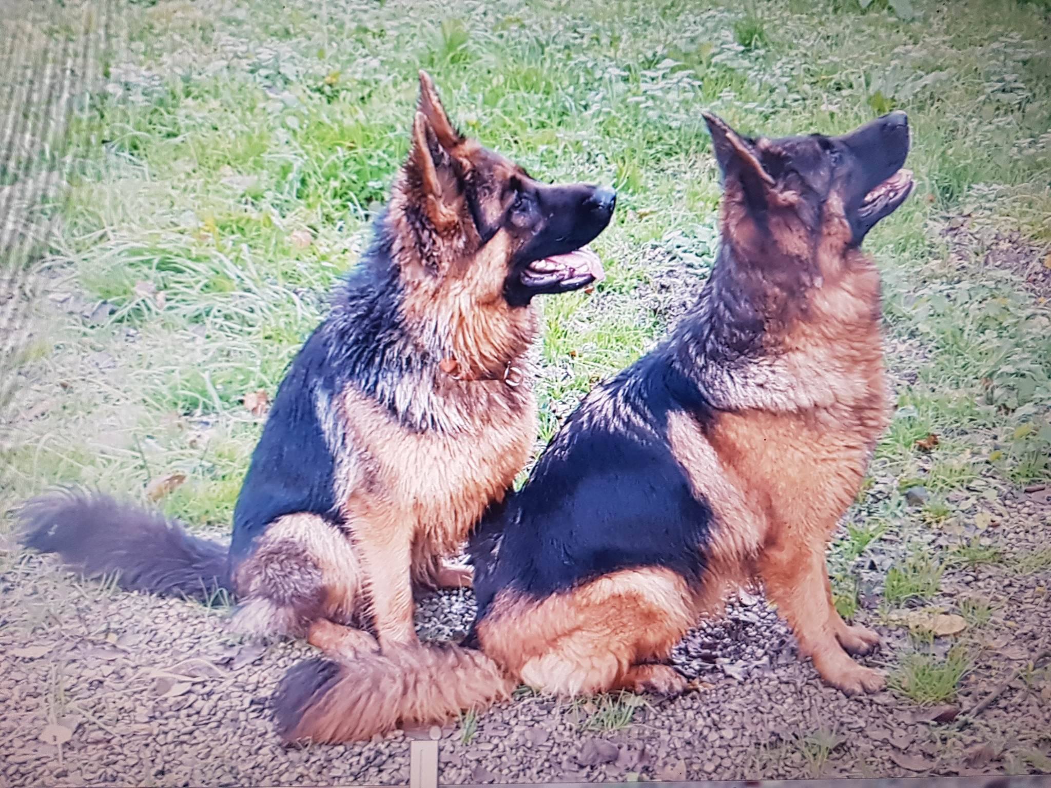 Lieto fine per i due pastori tedeschi smarriti in località Le Salaiole
