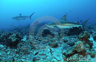 Biologia degli squali. Venerdì conferenza al Giotto Ulivi