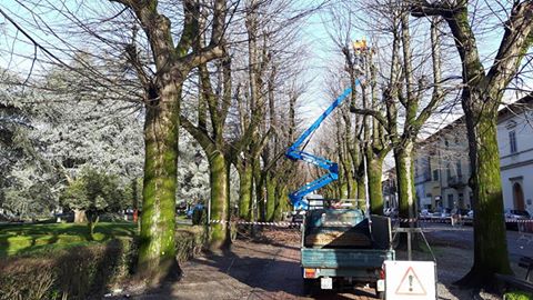 Piazza Dante, via alla potatura. Foto del Giorno