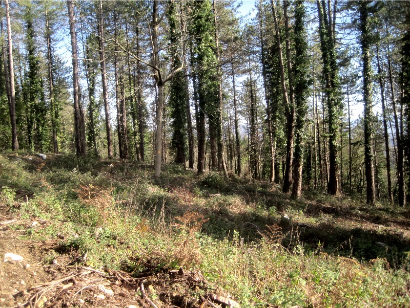 Da Unione Comuni bando per gestione tartufaia a Barberino