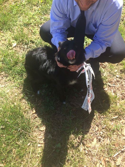 Cane trovato a Case Nuove Taiuti. Appello al padrone