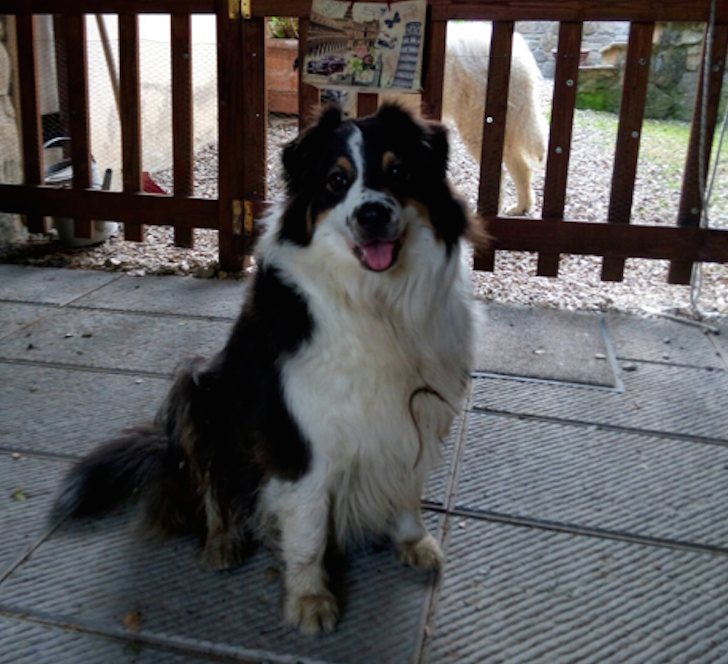 Ritrovata dolce canina a Vicchio. L'appello per cercarne il padrone