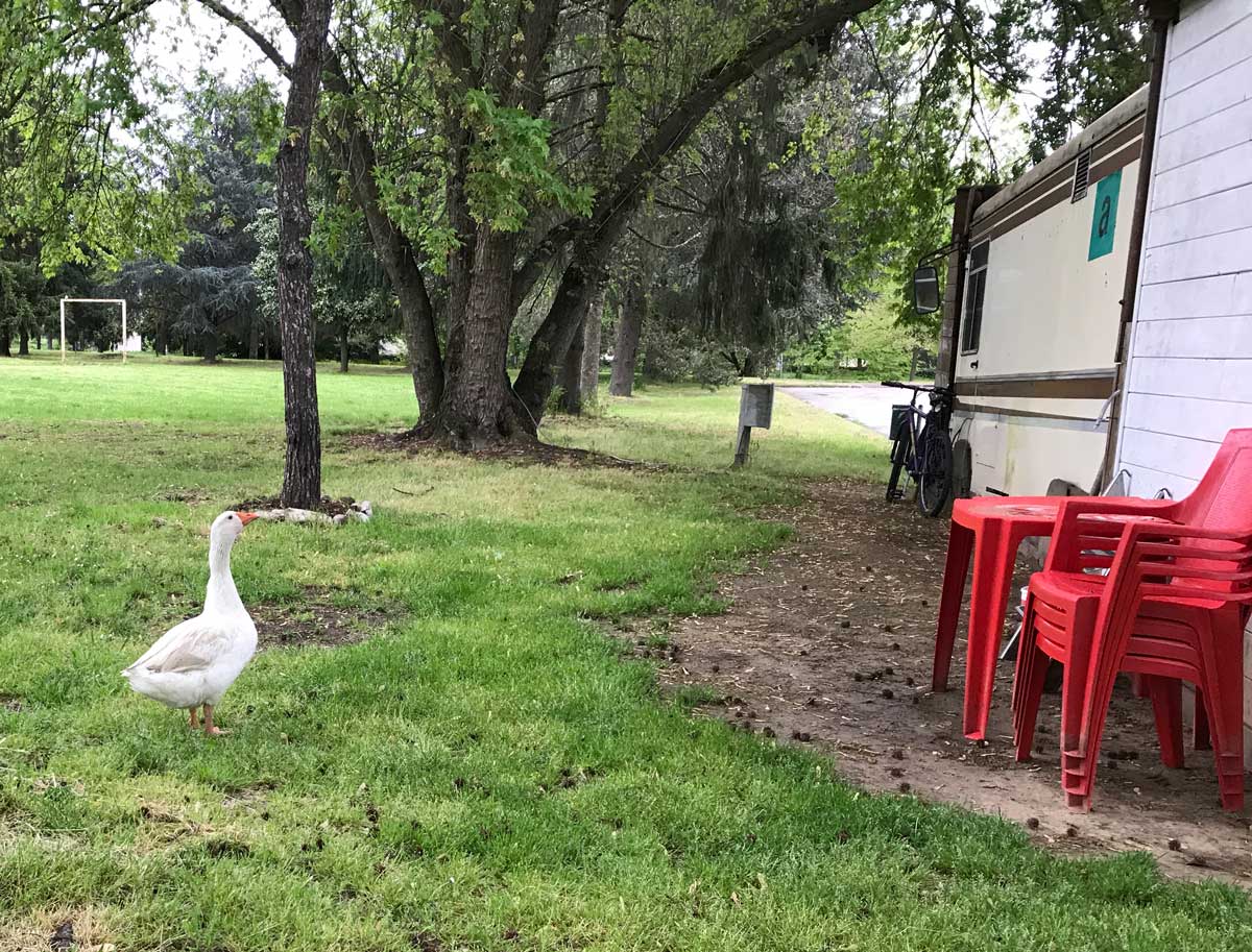 pazzaprimavera-anatra