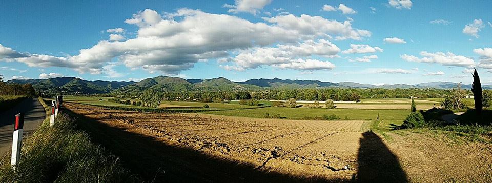 Campo di bambù a Mucciano? Abitanti in fermento: Piante di decine di metri chiuderanno la vista