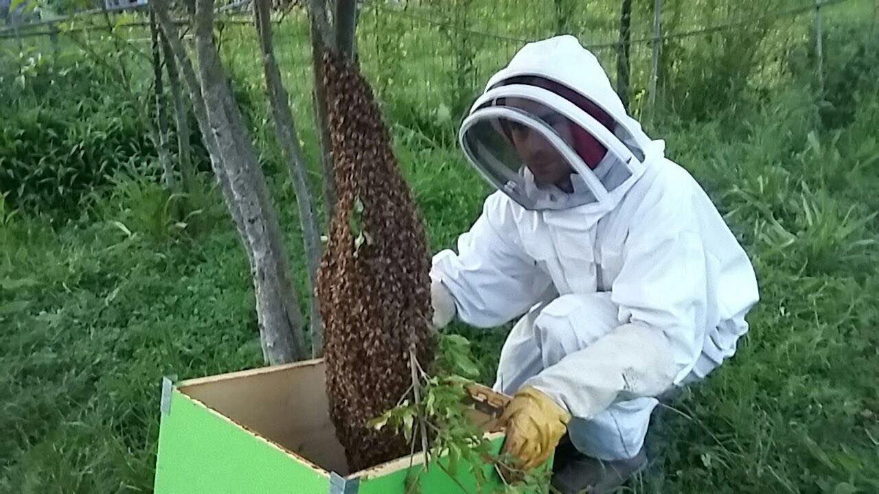 Api, è la stagione delle sciamature. Contatti e servizio utile per il Mugello