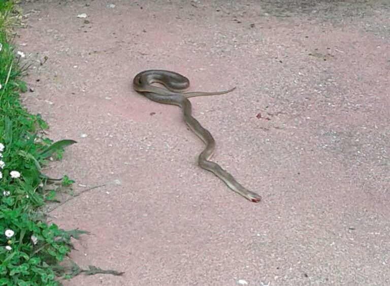 Dicomano. Grido di allarme per Scaffaia: Quall'area abbandonata è pericolosa