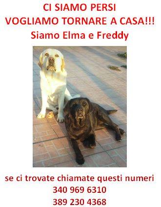 Due cani smarriti a Faltona. Appello e foto