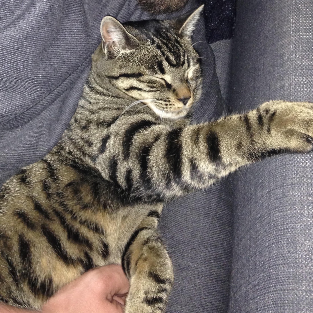 Gattina smarrita a Borgo, i proprietari la cercano. Appello