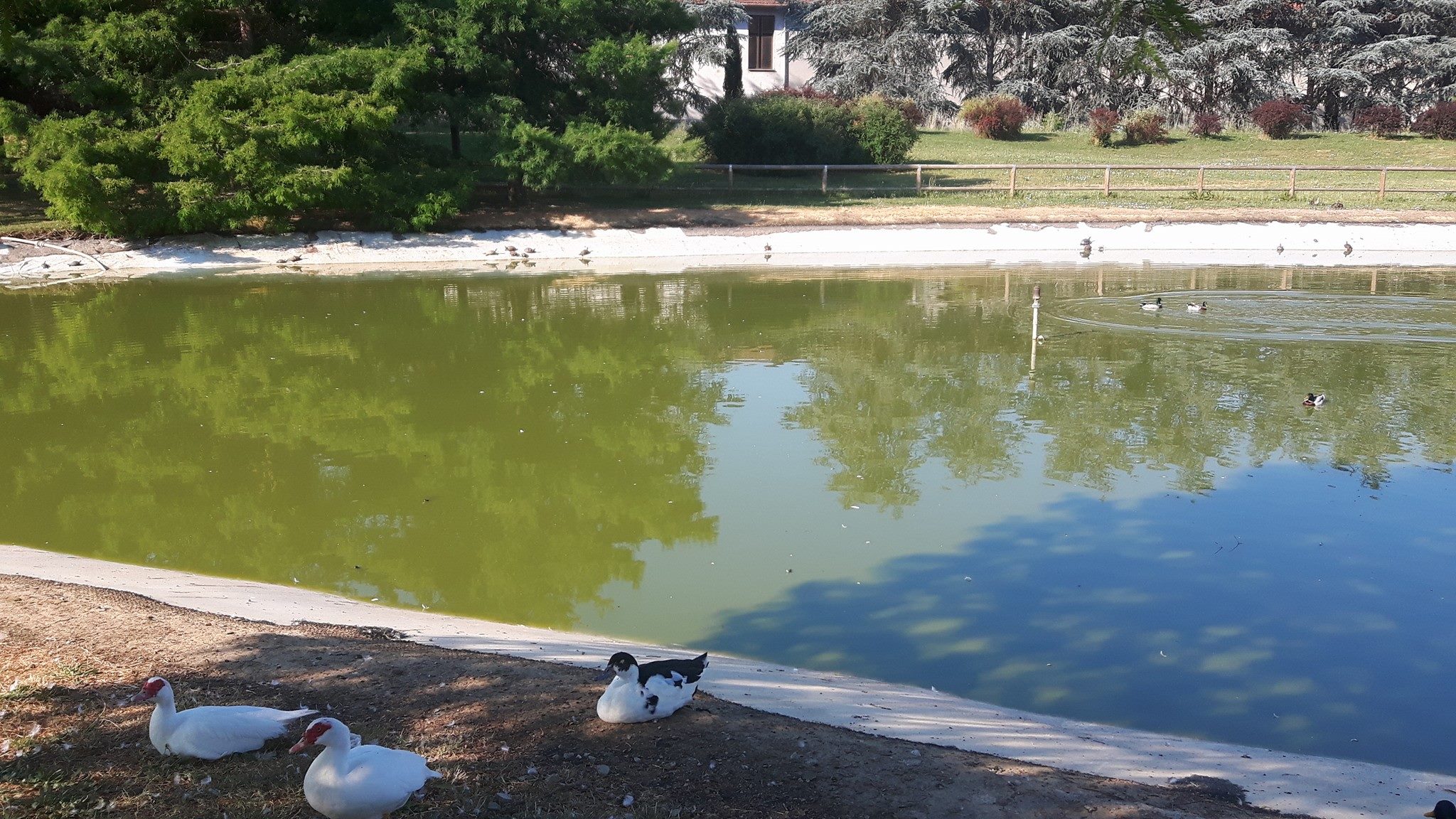 Laghetto Misericordia, pesci in difficoltà per caldo e lavori. Comune: 'Accelerati i tempi'
