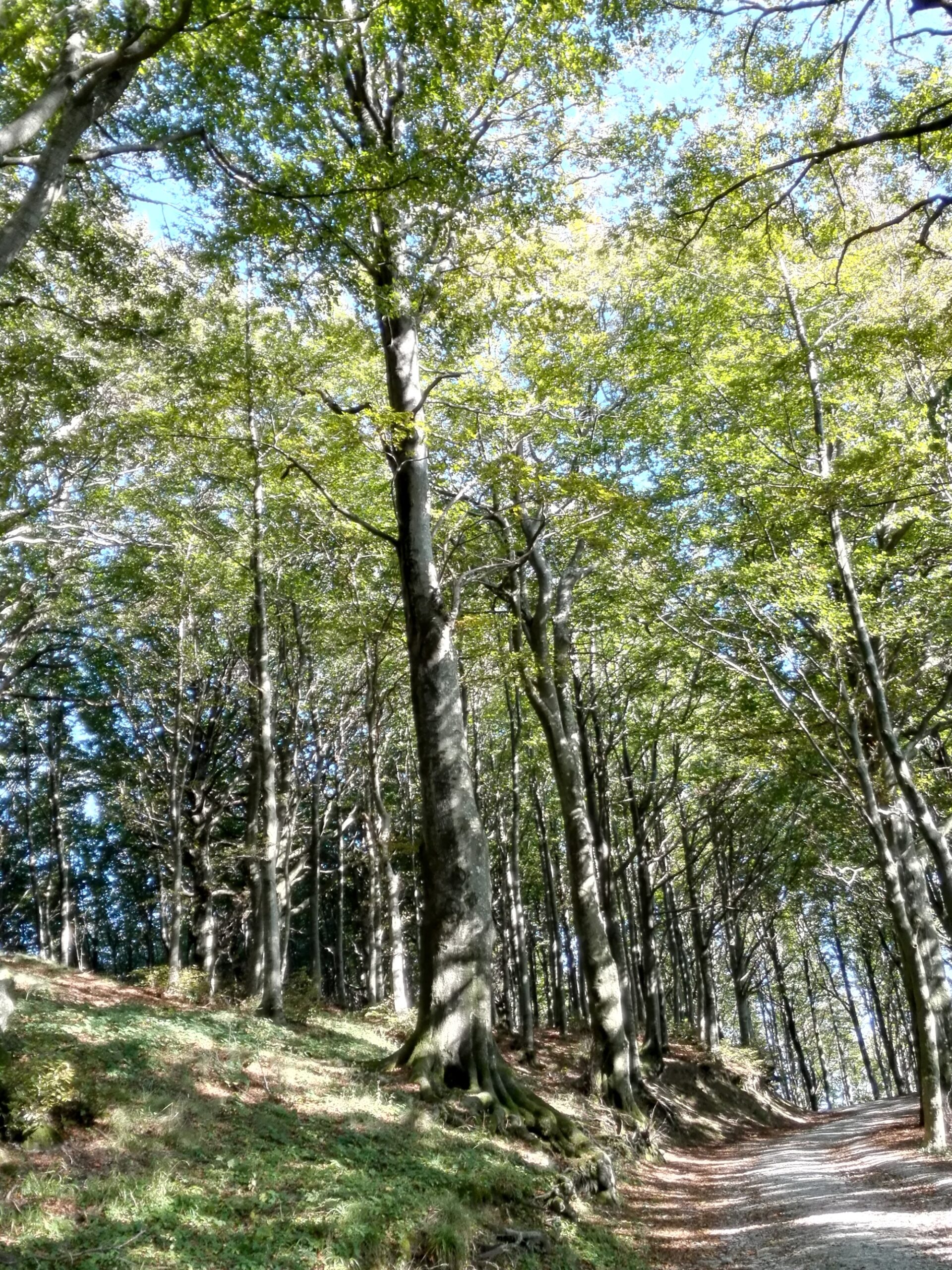 Rifiuti abbandonati. I consigli dell'unione dei Comuni per rispettare l'ambiente