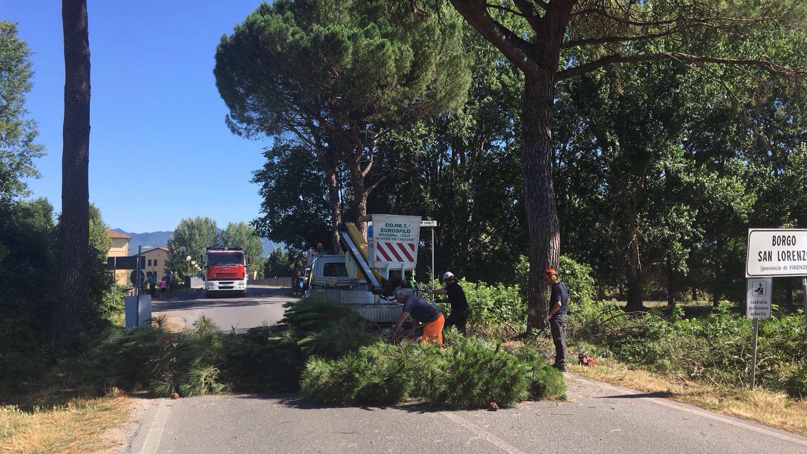 Borgo. Abbattuto un pino al Ponte di Sieve. Chiusura momentanea della strada