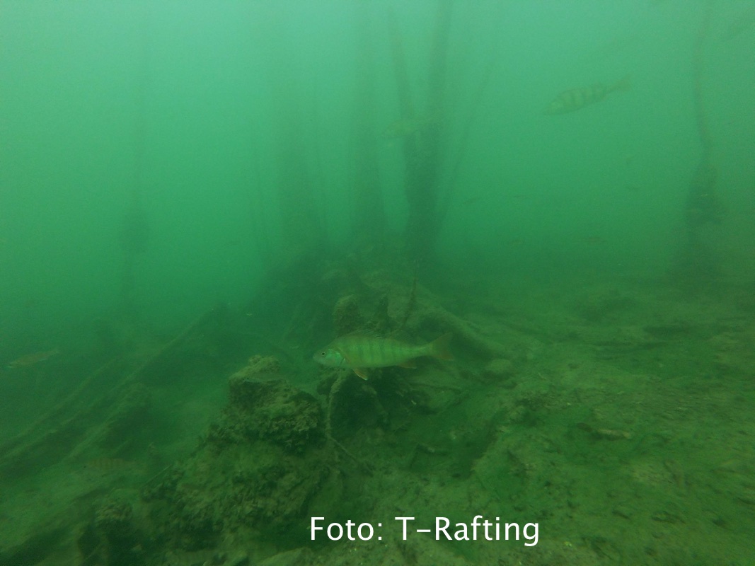 fantasfma-bilancino_01