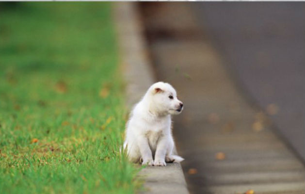 foto 3 cane abbandonato