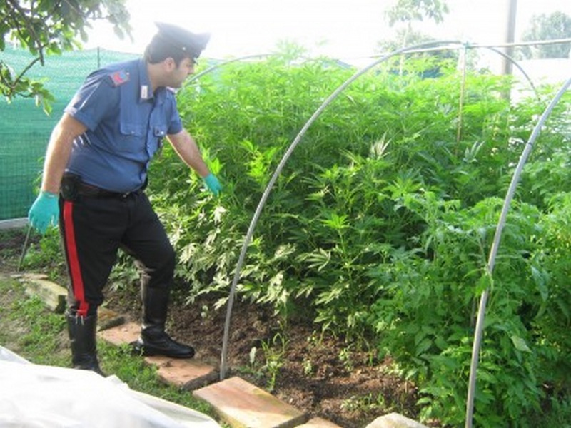36 piante di marijuana nell’orto. 52enne di Palazzuolo denunciato