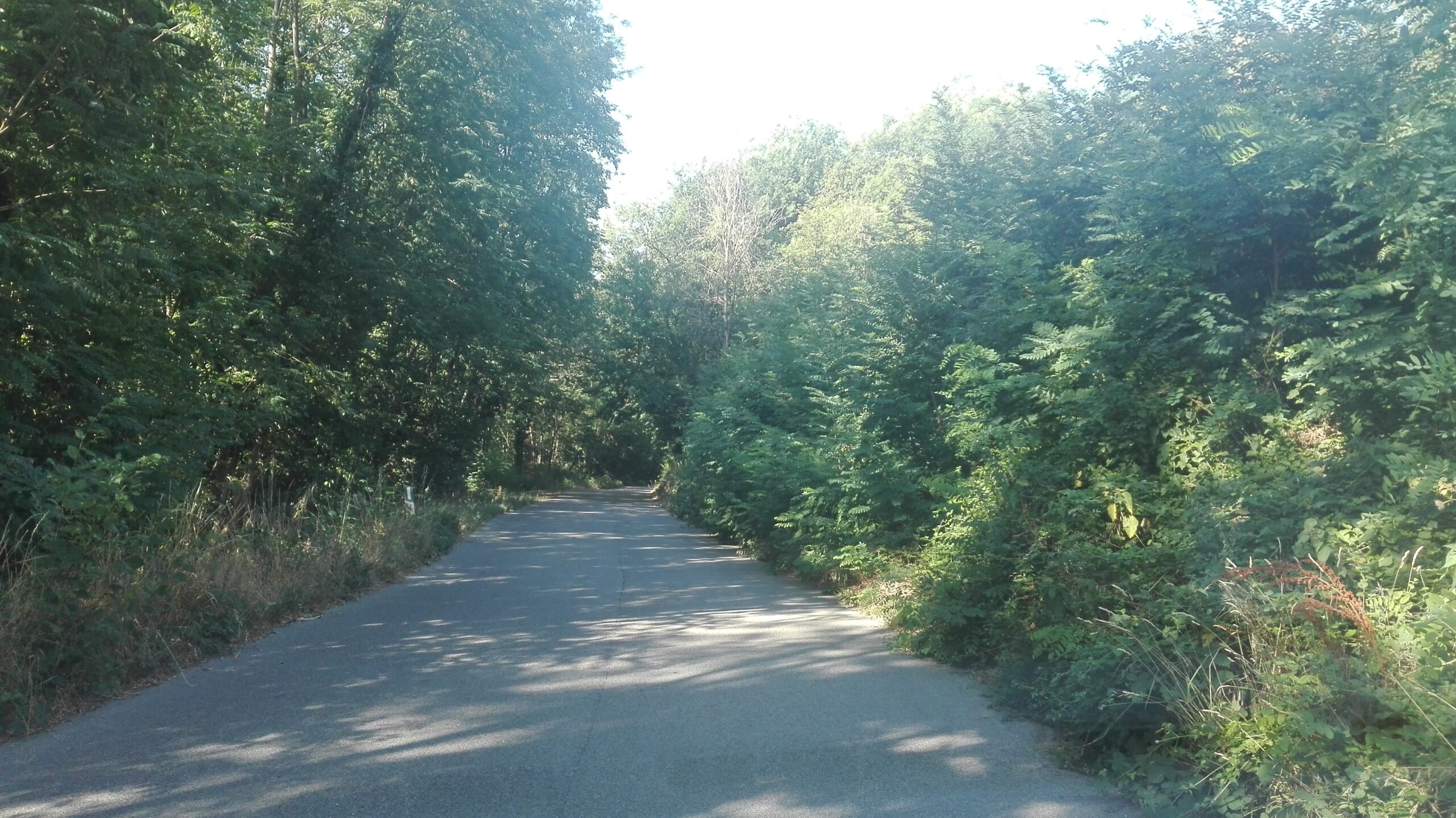 Giungla sulla strada per Villore? Foto del giorno