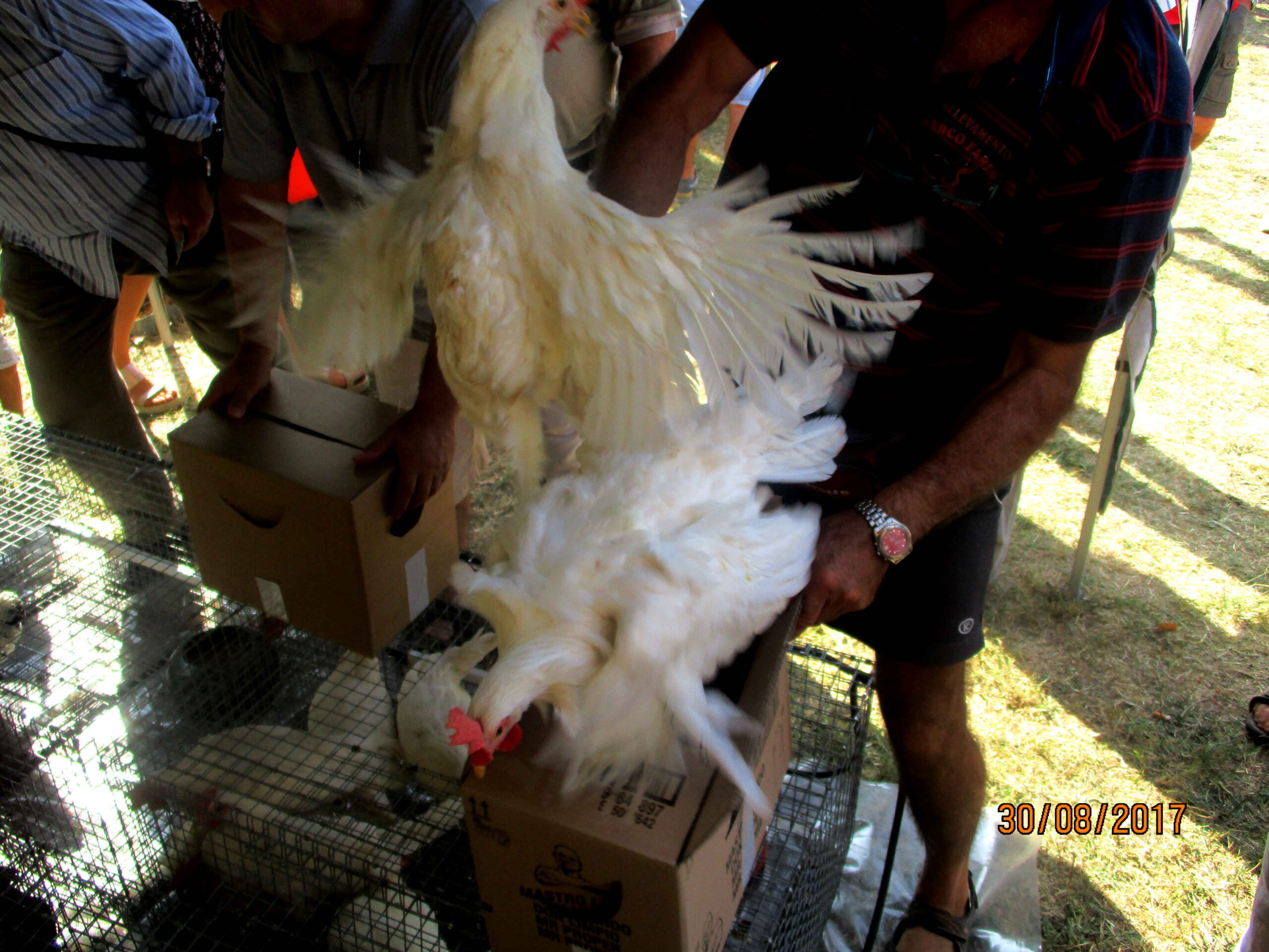 FOTO 5 Fiera Calda 2017