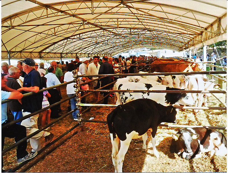 foto 3 fiera vicchio