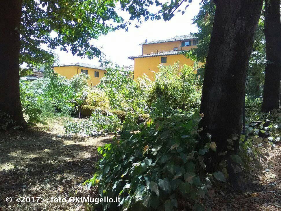 taglio-tigli-martini_2