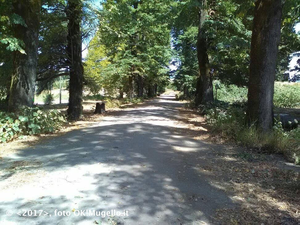 taglio-tigli-martini_3