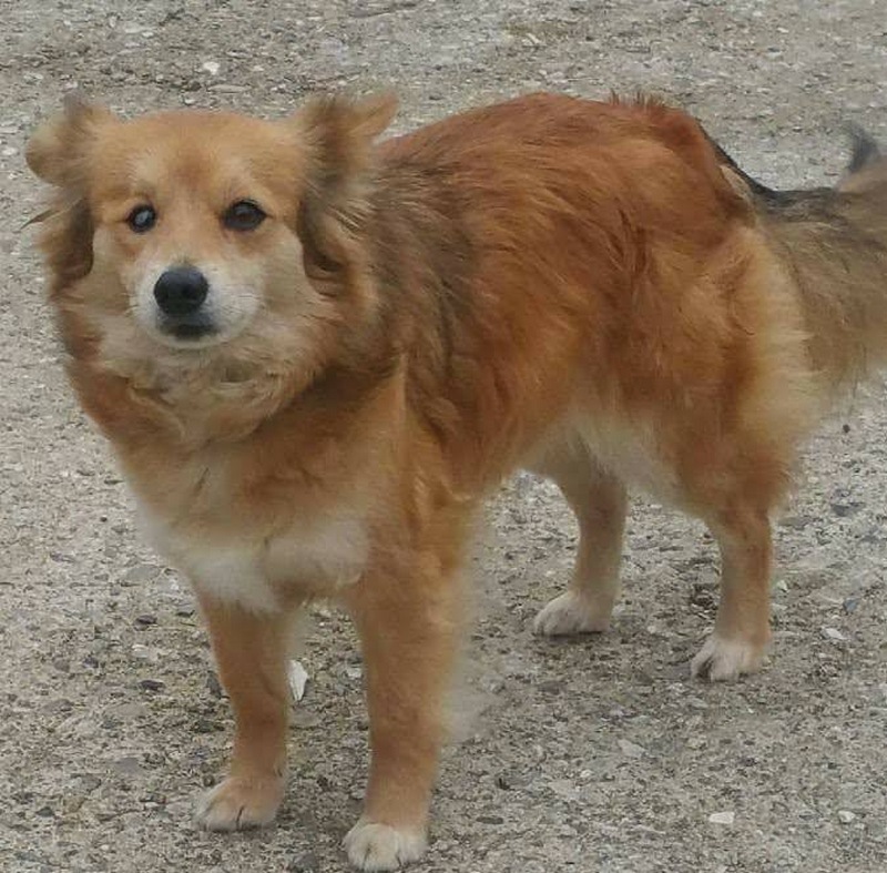 Troviamo Lippa. L'appello per la canina scomparsa diventa una pagina Facebook