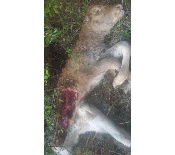 Agnello sbranato, accade a Marradi. Gli allevatori: Si tratta di lupi