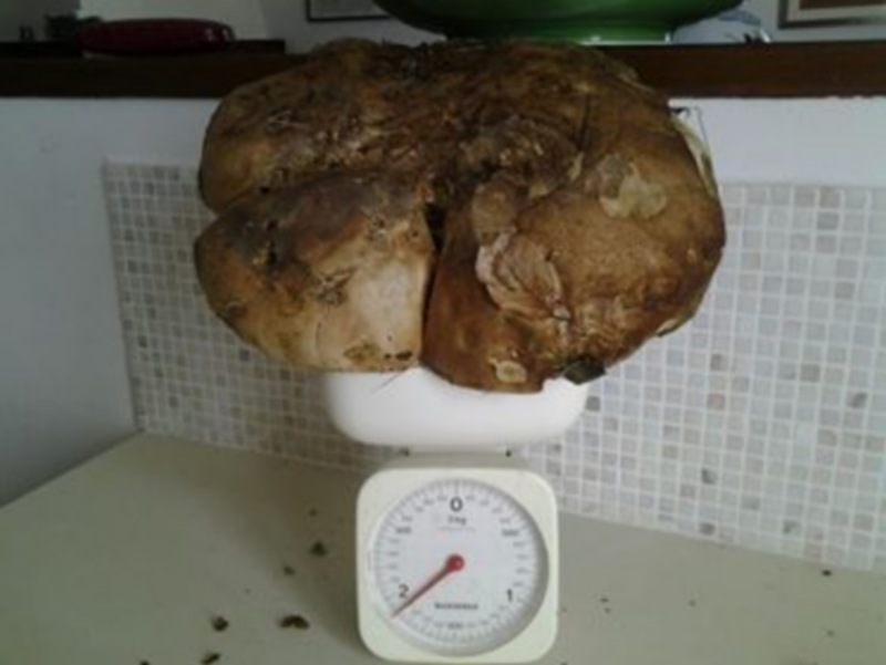 Porcino record a Bruscoli: 2 kg e 35 cm di diametro. Foto del giorno