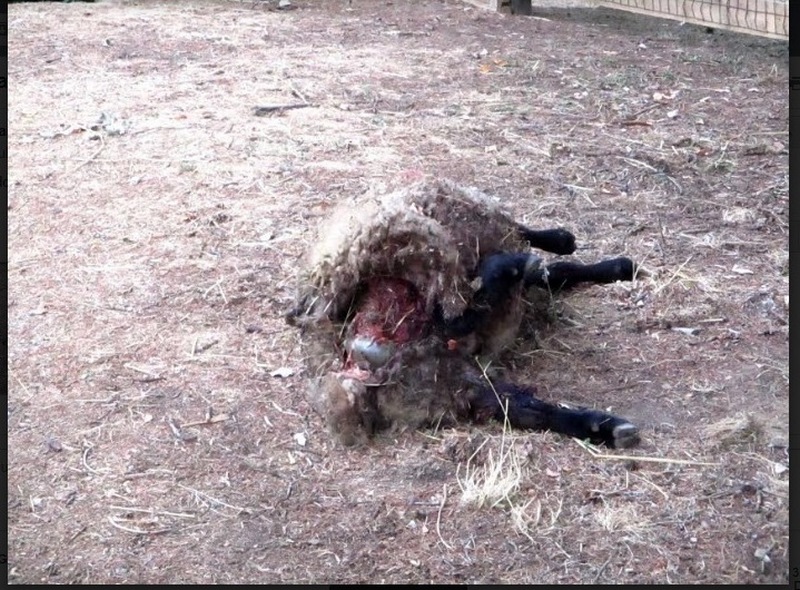 Ancora pecore sbranate in Mugello. Ignesti: Situazione fuori dell'ordinario