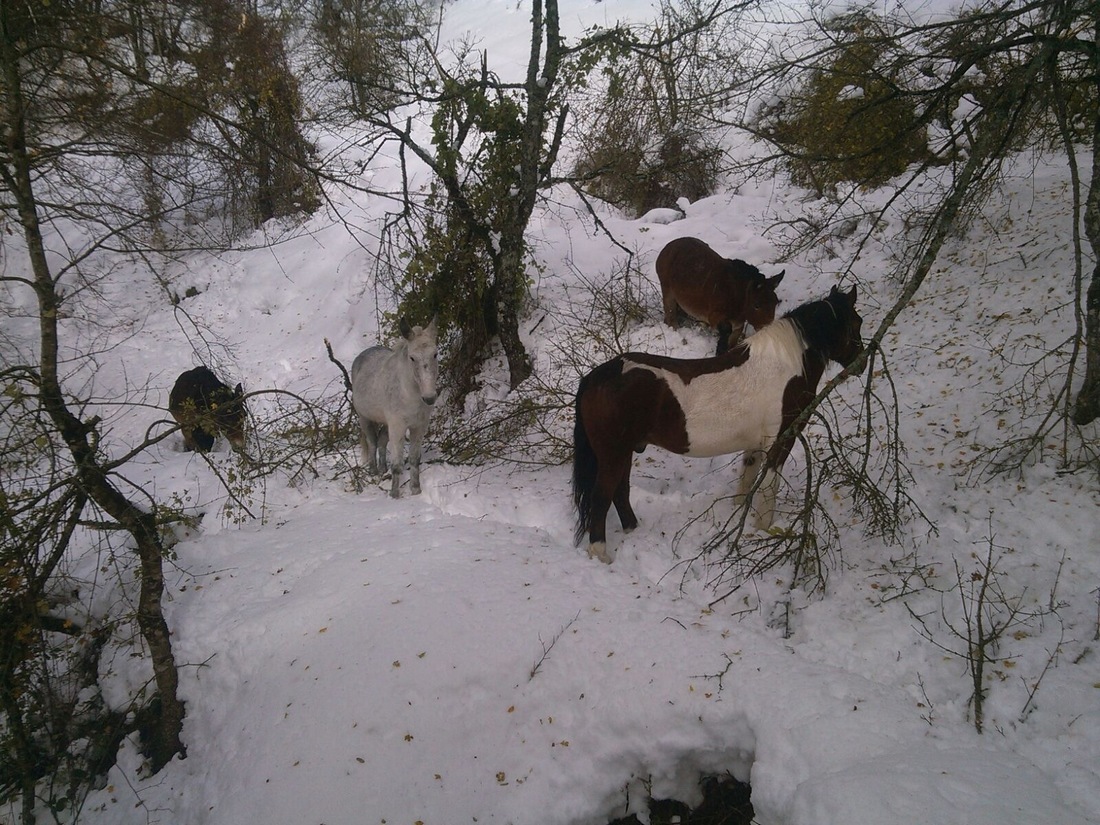Muli e cavalli dispersi dopo la nevicata. Il Soccorso Alpino interviene alla Colla