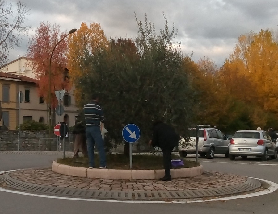 Olive, tempo di raccolta, anche sulla rotonda. In tre a brucare nel centro di Borgo, foto del giorno