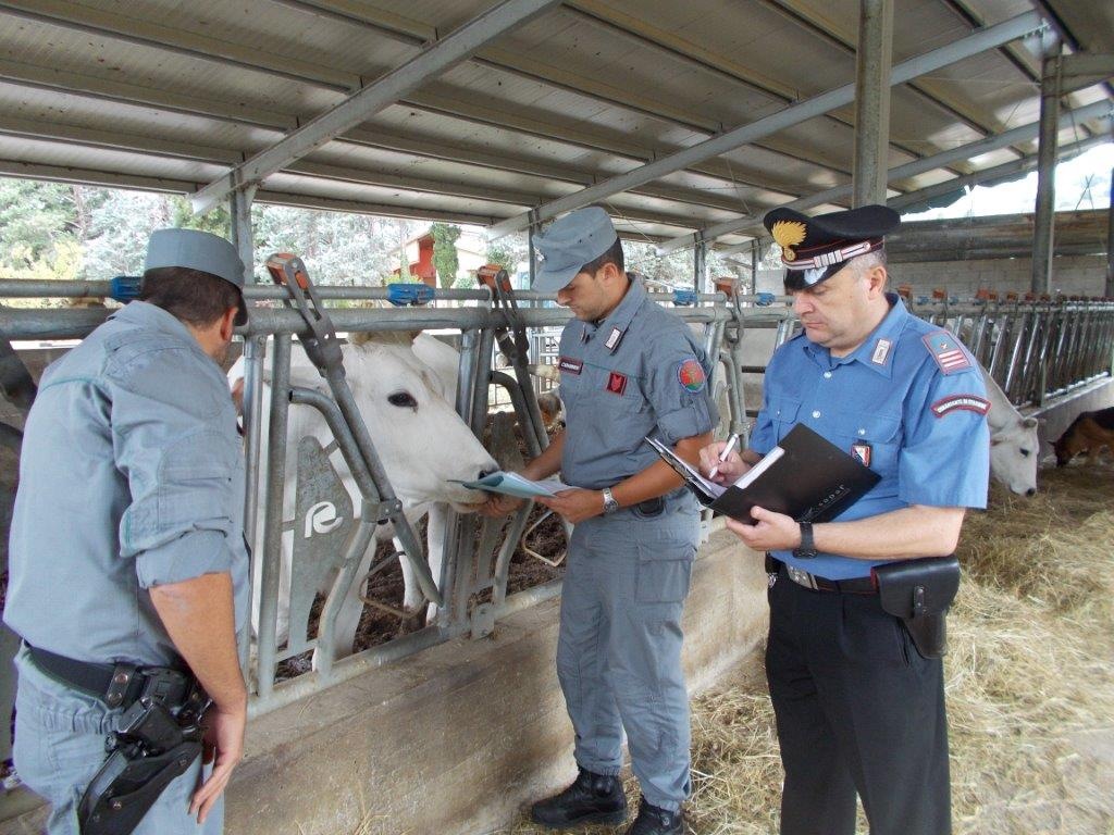 Stalle e caseifici. I risultati dei controlli in Mugello