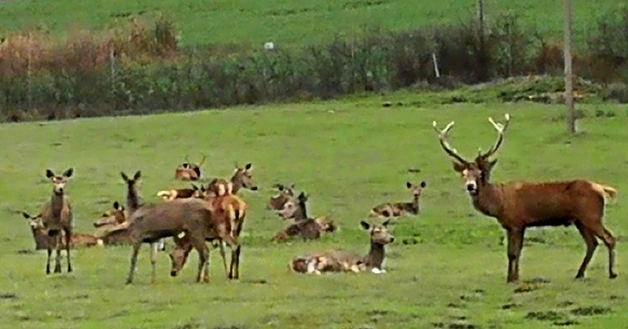 Mondo al contrario? I cervi in Mugello e un aneddoto divertente. E buona domenica