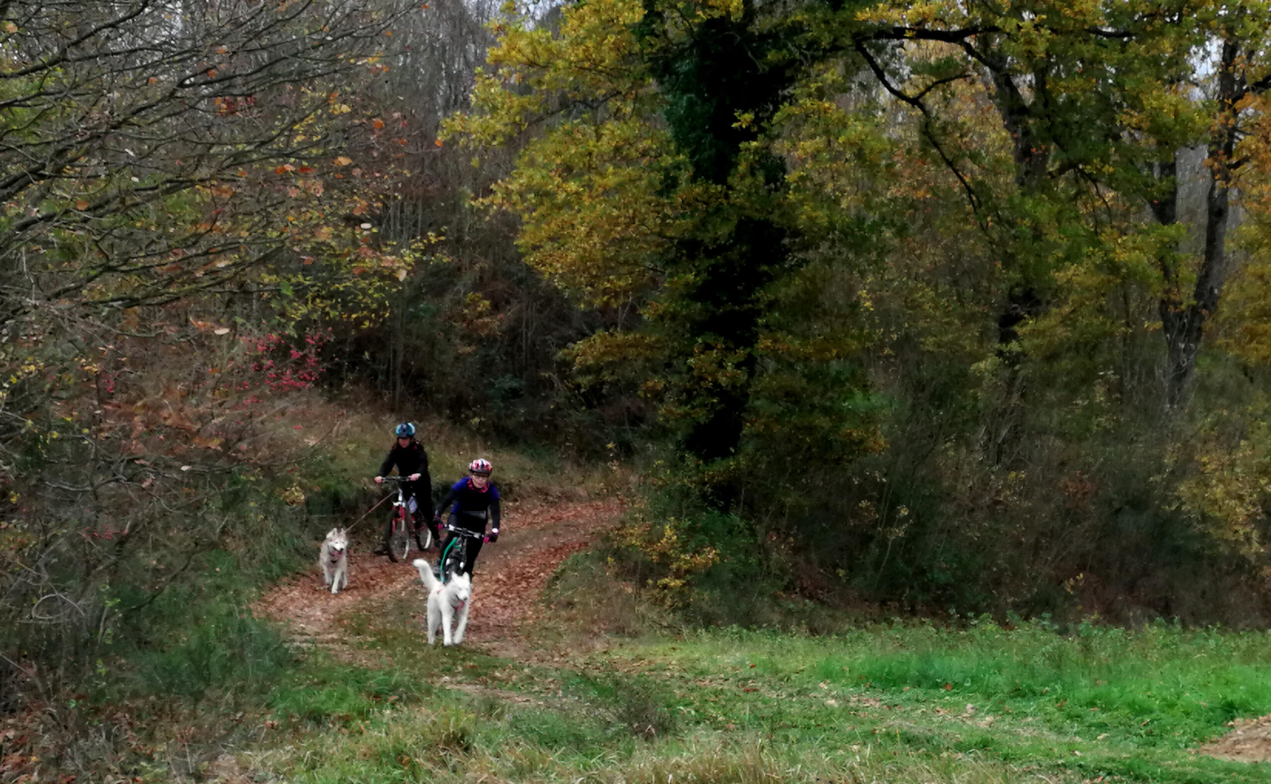 A Vicchio, Gran Premio Sleddog su terra