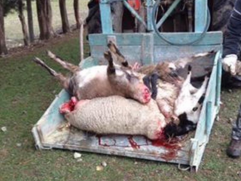 Cinque pecore sbranate. Nuovo attacco a Montesenario, si pensa ai lupi