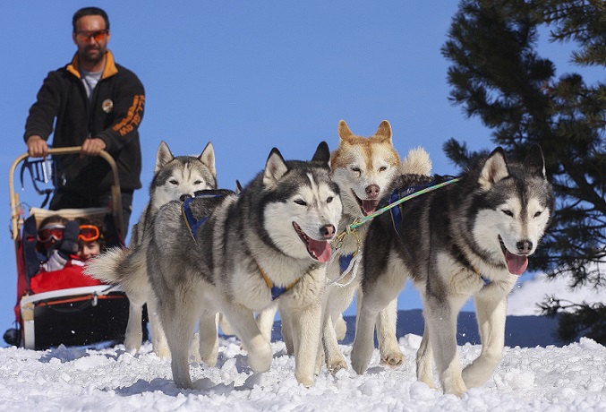 Sleddog. Sabato e domenica la magia dei cani-eroi a Vicchio