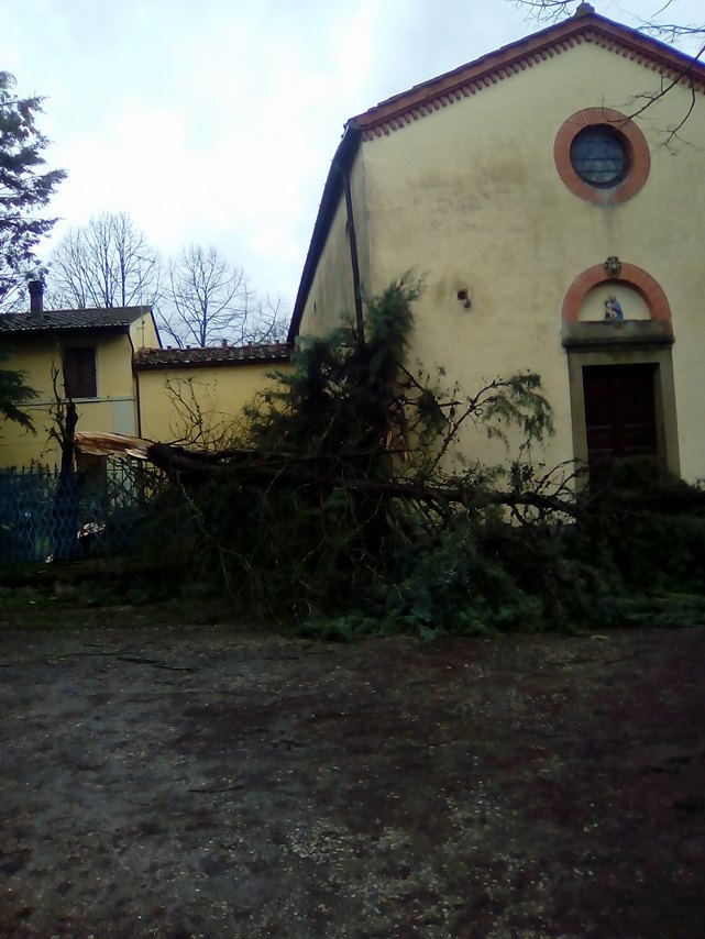 alberi cardetole 1