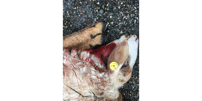 Piccolo gregge attaccato al Trebbio. Una lettera in redazione