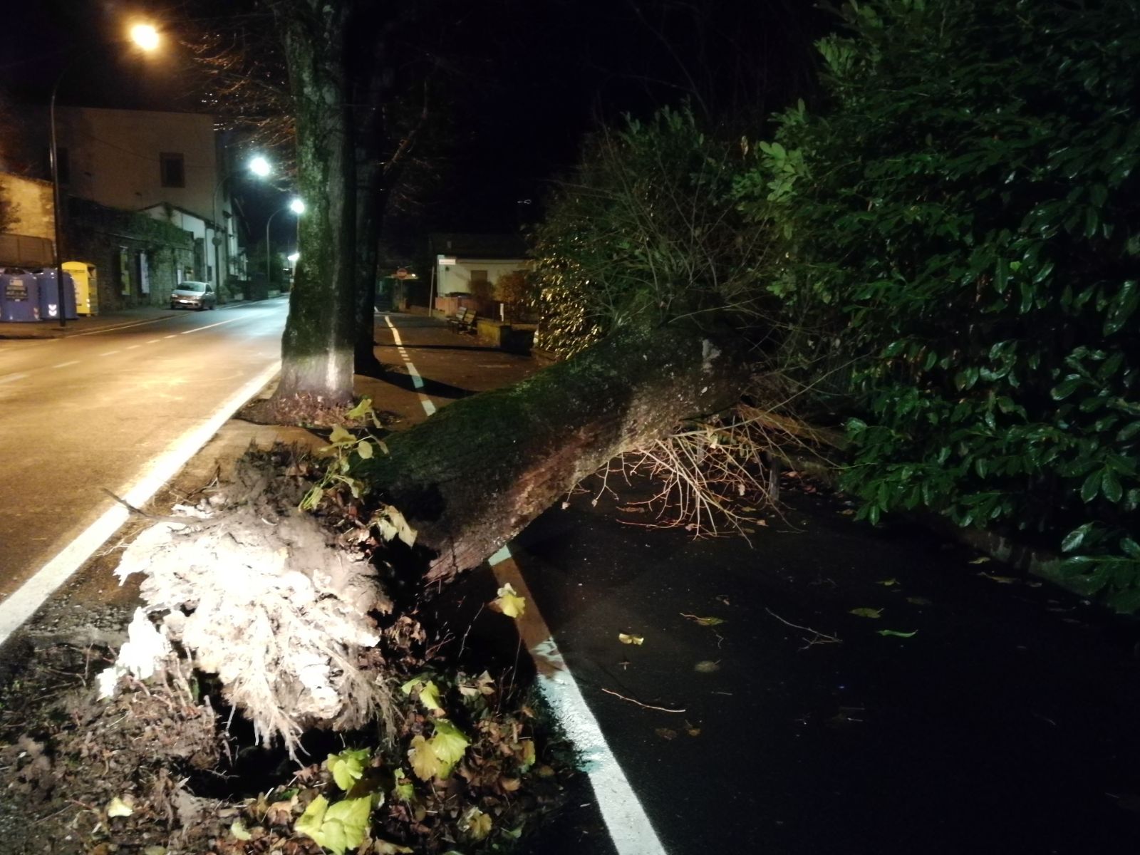 Ronta: Caduto un altro dei tigli del viale