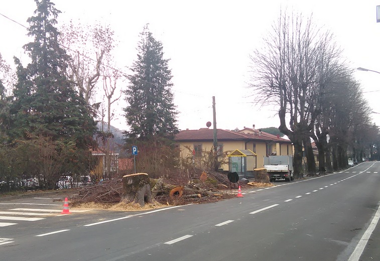 Taglio drastico a Ronta. Via quindici tigli dal Viale
