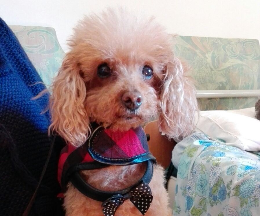 Guardia medica veterinaria? La storia di Fiamma riapre il dibattito in Mugello