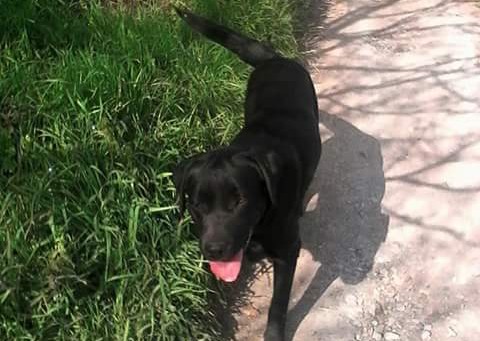 Appello per un Labrador smarrito. I proprietari temono sia stato rubato