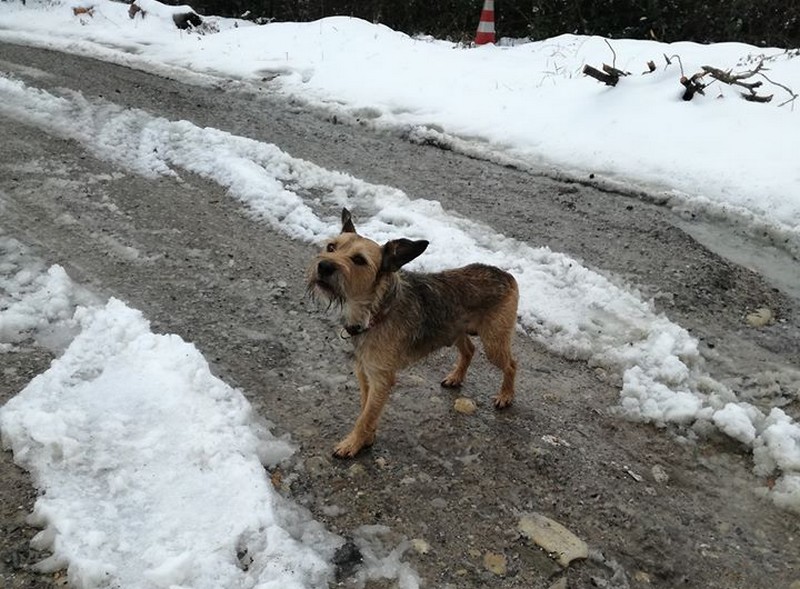 Sagginale: c'è un cagnetto senza padrone. Appello degli abitanti della zona