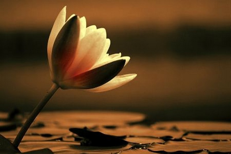 Morì nel fiume a Villore. La sorella ringrazia i soccorritori