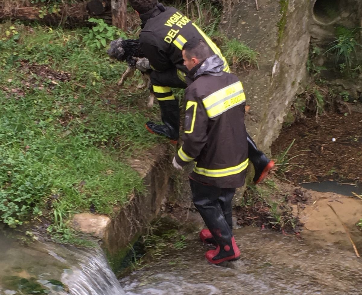 salvataggio di un caena a Borgo 2
