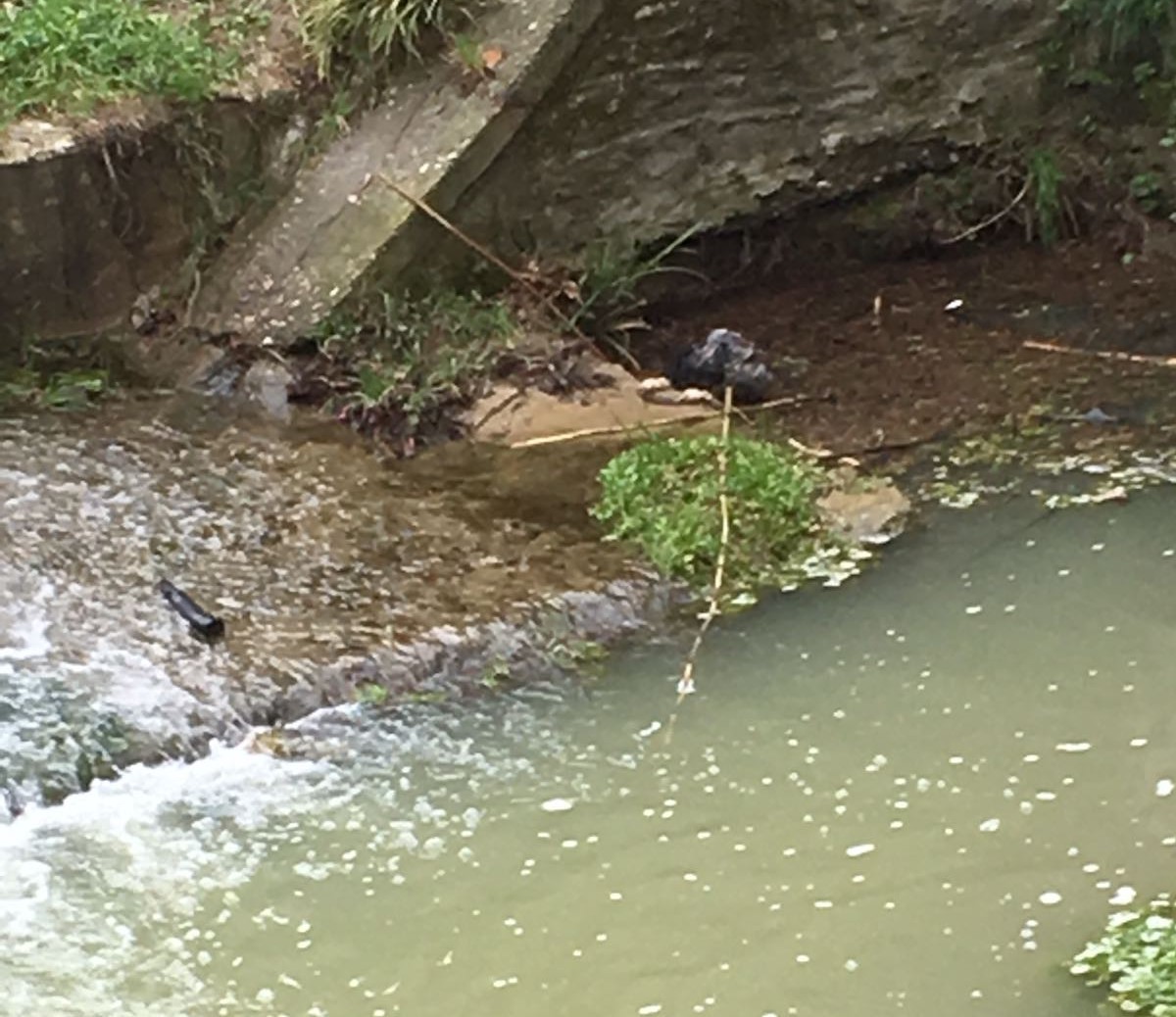 Cagnetto finisce nelle Cale. Recuperato dai pompieri di Borgo