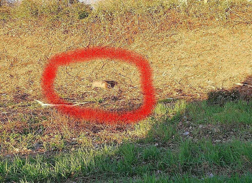 Sagginale. Una bombola di gas 'abbandonata', segnalazione di un lettore