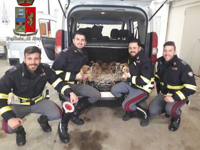 Salvati 26 cuccioli a Barberino. Trovati in un furgone diretto a sud