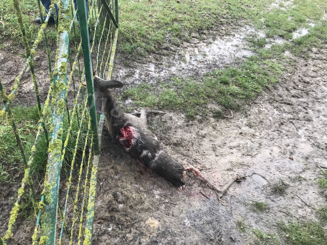 Capriolo sbranato dai lupi nei pressi di Cardetole, era rimasto incastrato in una rete